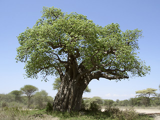 Image showing old Baobab tree