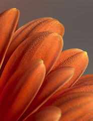 Image showing gerbera flower closeup