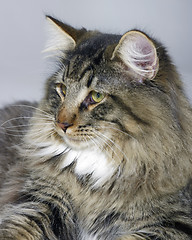 Image showing Norwegian Forest Cat portrait