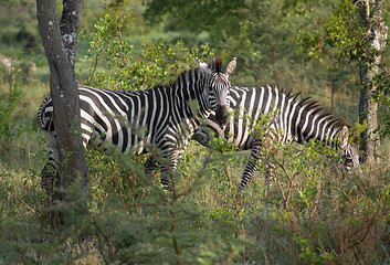 Image showing Zebras in Uganda