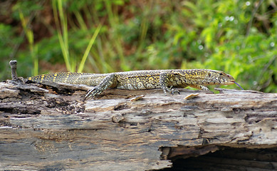 Image showing lizard in Africa