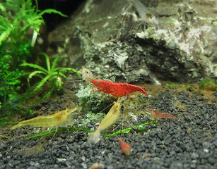 Image showing fresh water shrimps