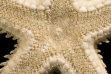 Image showing abstract starfish detail