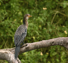 Image showing Cormorant sitting on a bough
