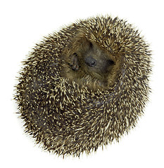 Image showing rolled-up hedgehog in white back