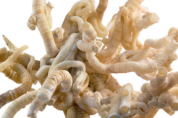 Image showing serpulid worm tubes