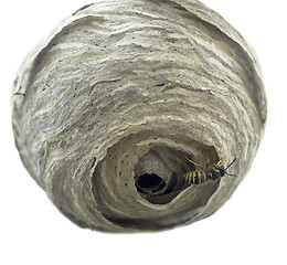 Image showing waspÂ´s nest