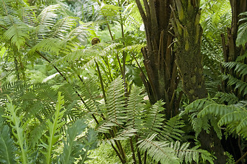 Image showing flourish jungle vegetation