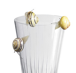 Image showing Grove snails on a drinking glass