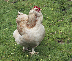 Image showing light brown chicken on green grass