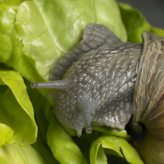 Image showing Grapevine snail at feed