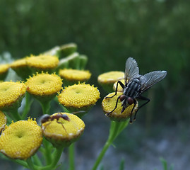 Image showing flesh fly on yellow flowers