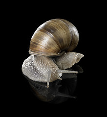 Image showing Grapevine snail on black