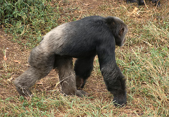 Image showing walking chimpanzee