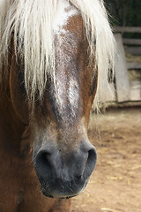 Image showing horse portrait