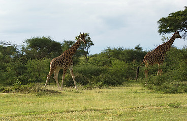 Image showing walking Giraffes in Africa