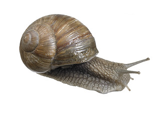 Image showing backside of a grapevine snail