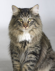 Image showing Norwegian Forest Cat