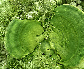 Image showing abstract green mushroom