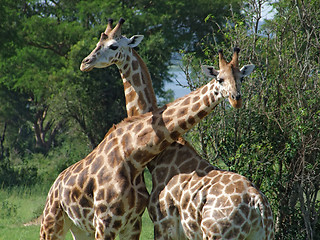 Image showing Giraffes at fight in Africa