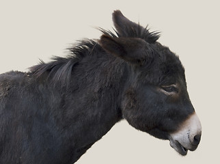 Image showing donkey