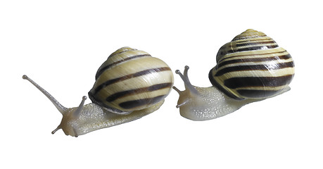 Image showing two Grove snails