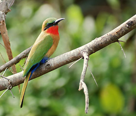 Image showing colorful Bee-eater sitting on a twig