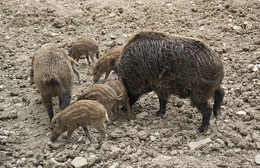 Image showing Wild boar family