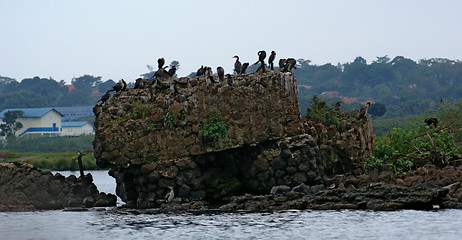 Image showing Lake Victoria near Entebbe