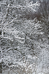 Image showing snowy forest detail