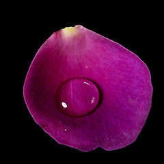 Image showing violet rose petal and water drop