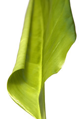 Image showing green spring leaf