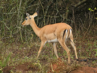 Image showing Uganda Kob in shrubby ambiance