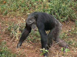 Image showing walking chimpanzee