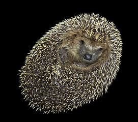 Image showing rolled-up hedgehog portrait