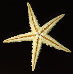 Image showing starfish on black