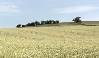 Image showing agricultural panoramic scenery with ripe grain field