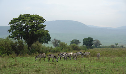 Image showing flock of Zebras in the savannah