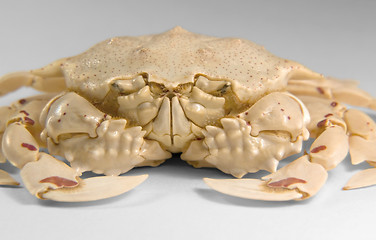 Image showing frontal shot of a moon crab