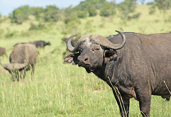 Image showing African Buffalos in the Savannah