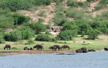 Image showing African Buffalos waterside in Uganda