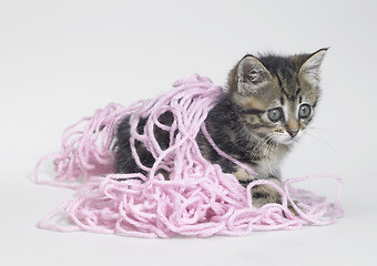 Image showing kitten and pink wool