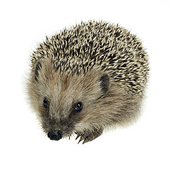 Image showing young hedgehog in white back