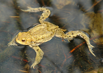 Image showing common toad