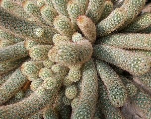 Image showing tubular cacti detail