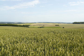 Image showing rural pictorial agriculture scenery at summer time