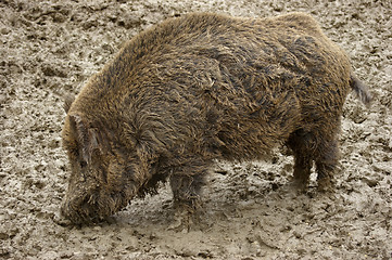 Image showing muddy Wild boar