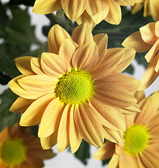 Image showing orange blossoms