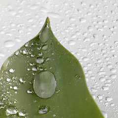 Image showing leaf and drops