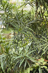 Image showing exotic vegetation